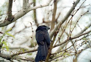 Ani, Groove-billed, Laguna Atascosa NWR, TX, 2-03, B08P69I01